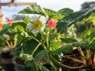 A small white flower with yellow center is in a green pot