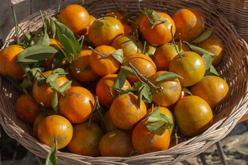 A beautiful group of oranges in the basket.