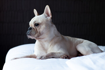 French Bulldog laying on bed and looking on the its owner.