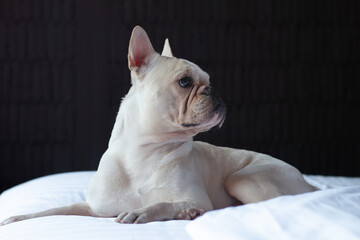French Bulldog laying on bed and looking on the its owner.