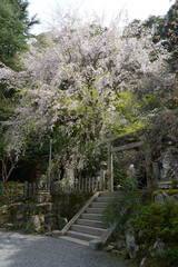 Fototapeta premium 春の大豊神社 本殿の桜 京都市左京区鹿ケ谷