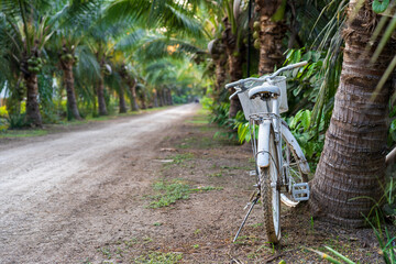 old white vintage bicycle to decay parked next to a coconut tree in farm garden and soil road for...