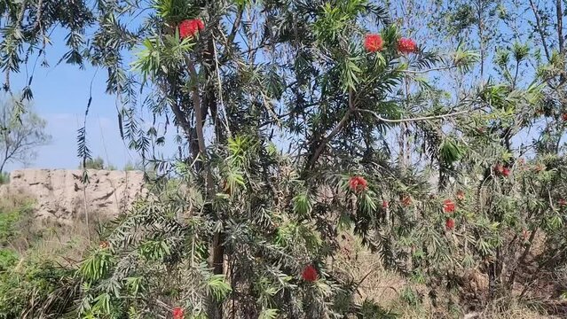 Callistemon viminalis. Red bottle brush flowers that resemble brushes used to wash bottles etc. Covered with green thin leaves. Beautiful 4K footage.