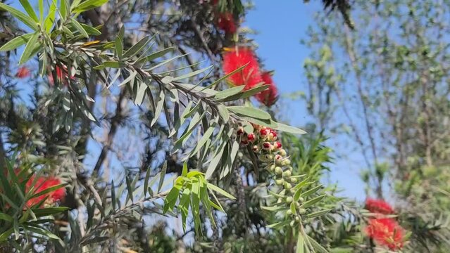 Callistemon viminalis. Red bottle brush flowers that resemble brushes used to wash bottles etc. Covered with green thin leaves. Beautiful 4K footage.