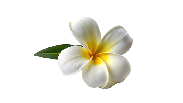Frangipani or Plumeria flower isolated on transparent background.