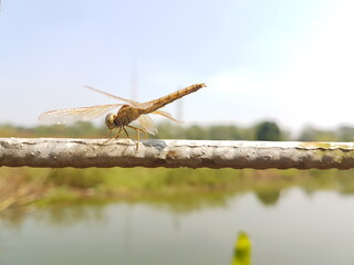 a scarlett skimmer perched on an iron wire.