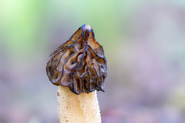 Close up of a morel mushroom Morchella semilibera against bright background