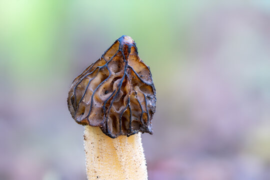 Close up of a morel mushroom Morchella semilibera against bright background