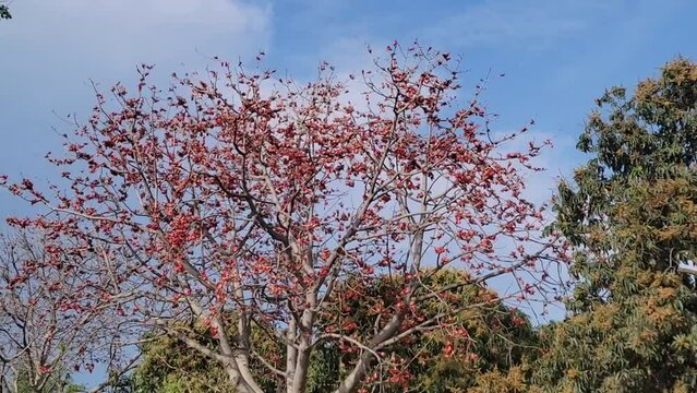 Bombax Ceiba Plant. Beautiful red gorgeous flowers are blooming on the whole Red silk-cotton tree. Scenery of red bombax ceiba tree and cloudy sky. Beautiful 4K Footage.