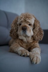 American cocker spaniel lies on a gray sofa.
The dog is resting on the bed.
Puppy licks his paw