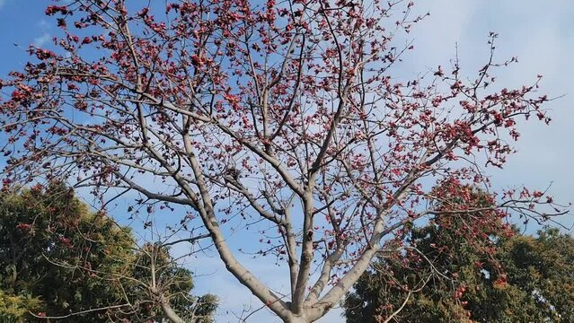 Bombax Ceiba Plant. Beautiful red gorgeous flowers are blooming on the whole Red silk-cotton tree. Scenery of red bombax ceiba tree and cloudy sky. Beautiful 4K Footage.