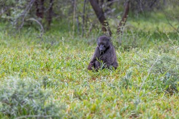Picture of a single baboon sitting on an open meadow in Namibia