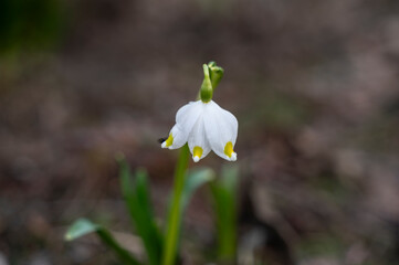Snowdrop blossom