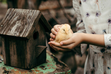 A girl holds a small chicken in her hands against the background of a birdhouse