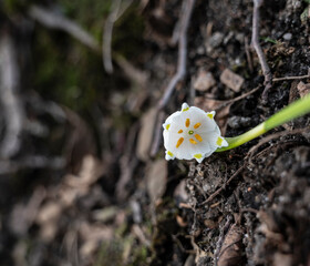 Snowdrop blossom