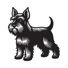 Zwergschnauzer, Miniature Schnauzer. Beautiful engraving monochrome vector illustration. Icon, logo, isolated object	