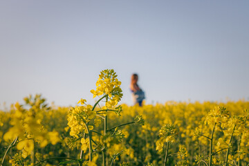 woman in a field of yellow flowers. silhouette of a woman on a blooming rapeseed field. Rear view of woman standing amidst oilseed rape field against clear sky