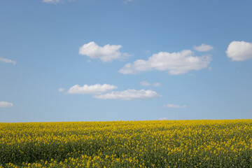 rapeseed field and sky. blooming rapeseed field against clear sky