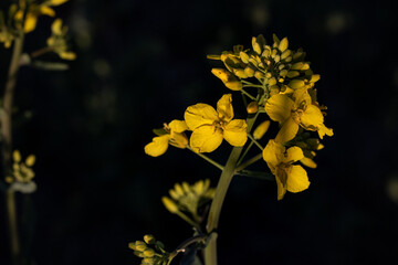 yellow flower on black background. yellow flower on black. close-up of flowering rapeseed in the field. Rapeseed flowers on a dark background