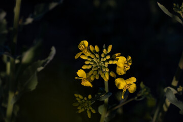yellow flower on black background. yellow flower on black. close-up of flowering rapeseed in the field. Rapeseed flowers on a dark background