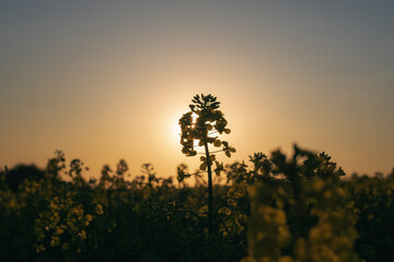 sunset in the field. close-up of rape blossoms on the field. flowering rape field against sunset. Close-up of silhouette plants on field against sky during sunset