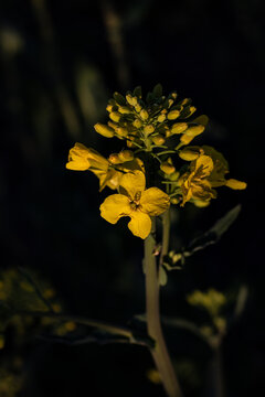 yellow flower on black. close-up of flowering rapeseed in the field. Rapeseed flowers on a dark background