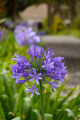 fiori viola 
