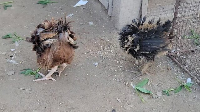 Frizzle chicks. Young Frizzle Chick Cochin Mix Bread. Frizzle feather chicken, young domestic chicken bird with brown feathers, fancy chicken breed, fighting for food. Beautiful 4K footage.