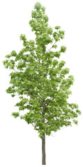 single tree with transparent background