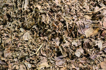 Dried sorted quality of tobacco leaves for cigars at Tarumartani factory, Yogyakarta 1 March 2024