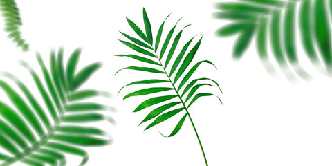Palm leaves on transparent background - obrazy, fototapety, plakaty