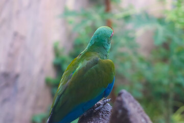 Beautiful Common Parrot Back Closeup On The Branch