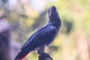 Beautiful Grey Parrot Standing On The Branch, Parrot Closeup Face