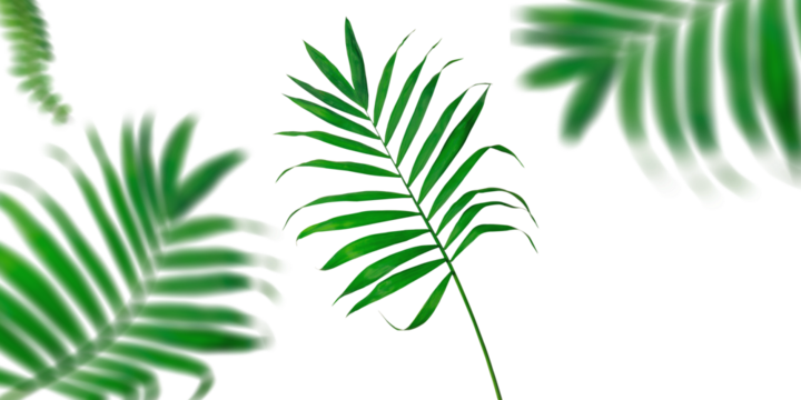 Palm leaves on transparent background