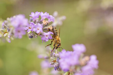Macro photo of honey bee moving from one lavender flower to another. Horizontally. 