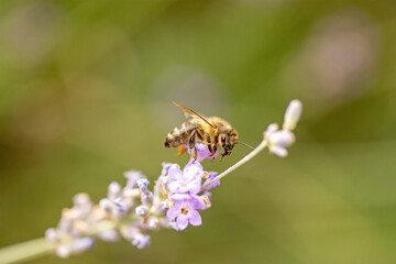 Macro photo of honey bee iflying away from a lavender flower. Horizontally. 