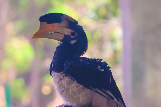 Oriental pied hornbill bird closeup face with big beak