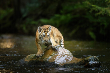 Cue cub of Bengal tiger is standing on the stone in the river. Horizontally. 
