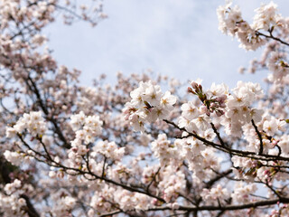 cherry blossom in spring