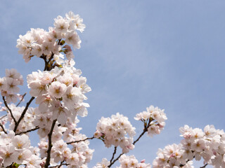 cherry blossom in spring