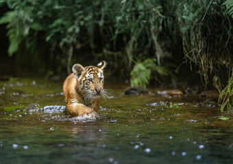 Beautiful Bengal tiger cub is walking in the river against the camera.  Horizontally. 