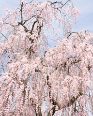 weeping cherry blossoms