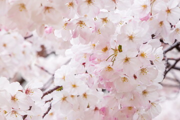 春の日差しを浴びる満開の桜