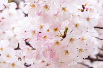 春の日差しを浴びる満開の桜