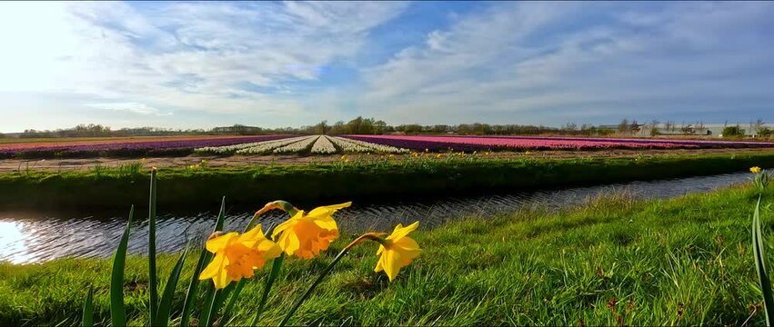 Flower fields in the Netherlands in spring