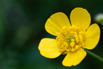 野原にある黄色い花
