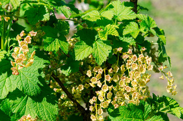Blooming currant shrubs in orchard. Close-up view on branch with flowers
