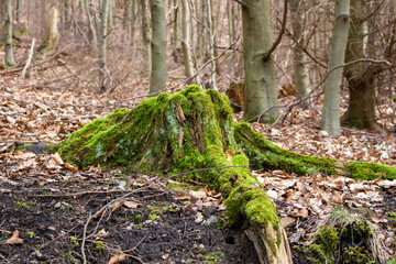 Beautiful green moss growing on a tree