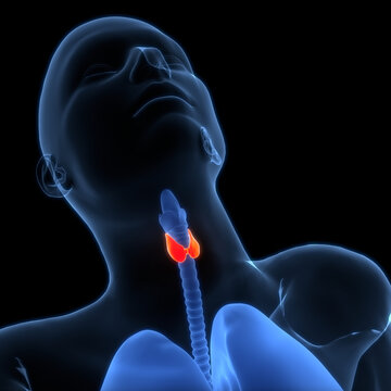 Human Body Glands Thyroid Gland Anatomy