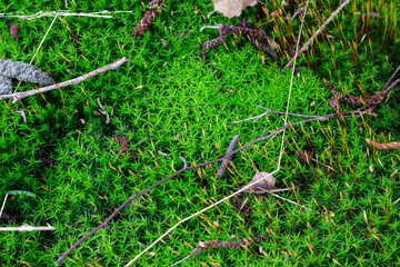 Beautiful green moss growing on a tree